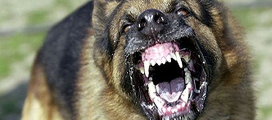 Angry German Shepherd